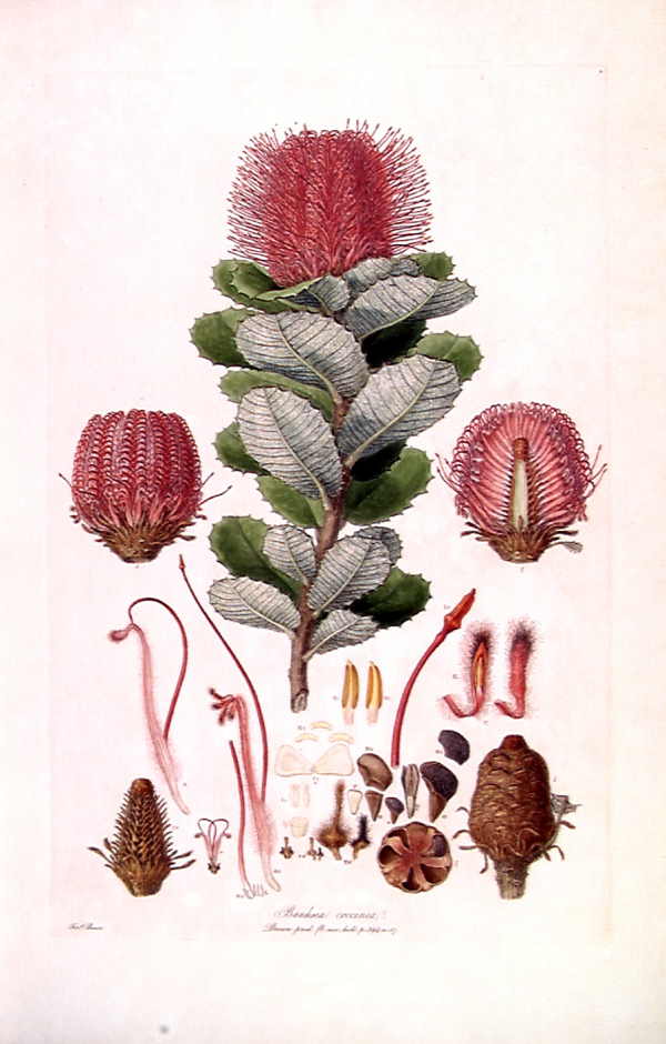 Banksia coccinea by Ferdinand Bauer